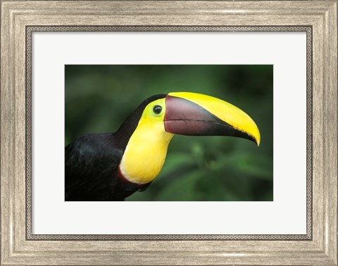 Framed Keel-Billed Toucan, Sarapiqui, Costa Rica Print