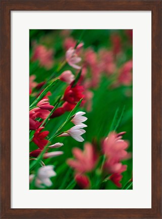 Framed Kaffir Lily Flowers In Bloom Print