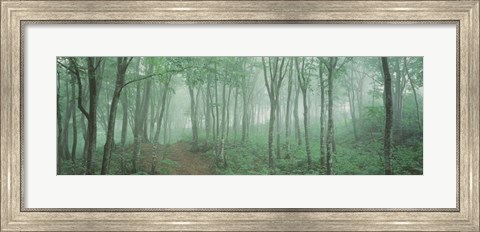 Framed Forest Niigata Martsunoyama-cho, Japan Print