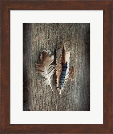 Framed Feather Collection III Print