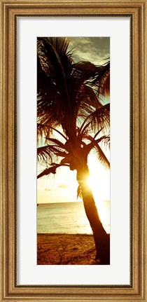 Framed Warm Bimini Palm Print
