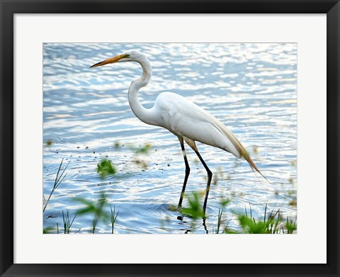 Framed By The Lake Egret Print