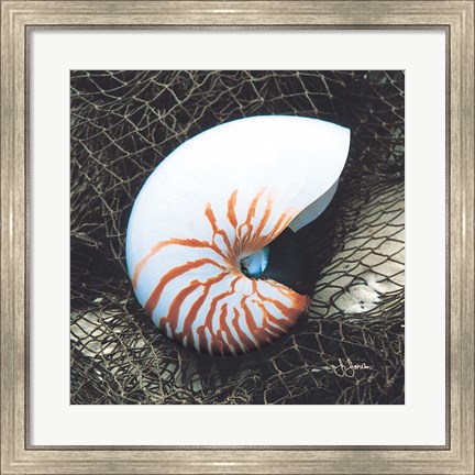 Framed Nautilus with Net Print