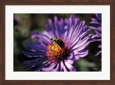 Framed Purple Flower Print