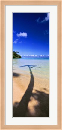Framed Palm Tree Shadow, Tahiti, French Polynesia Print