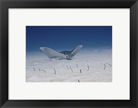 Framed Spotted Eagle Ray Print