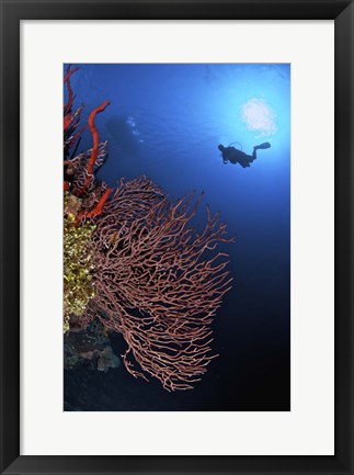 Framed Gorgonian sea fan, Cayman Islands Print