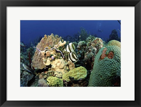 Framed Pair of banded butterflyfish roaming the reef, Nassau, The Bahamas Print