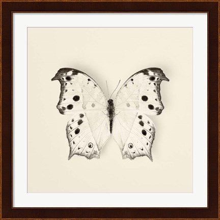 Framed Butterfly IV Print