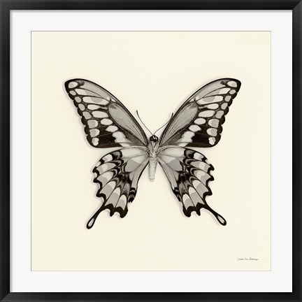 Framed Butterfly VI Print