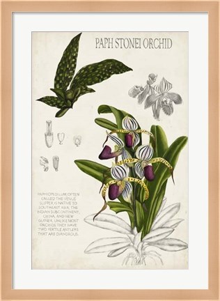 Framed Orchid Field Notes I Print