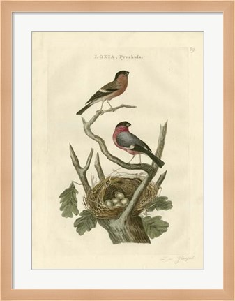 Framed Nozeman Birds &amp; Nests  I Print