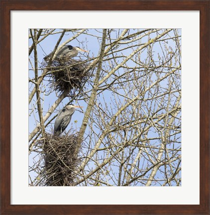 Framed Great Blue Herons, on nest at rookery Print