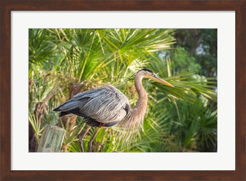 Framed Great Blue Heron at Gatorland Print
