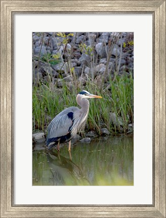 Framed Great Blue Heron bird Maumee Bay Refuge, Ohio Print