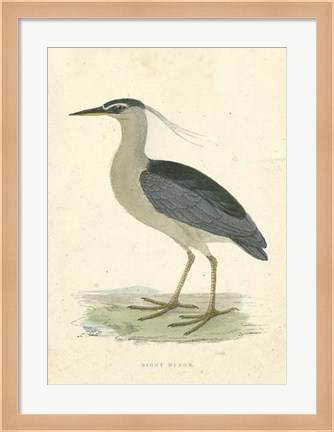 Framed Vintage Night Heron Print