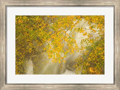 Framed New Hampshire; Lincoln; Franconia Notch flora Print