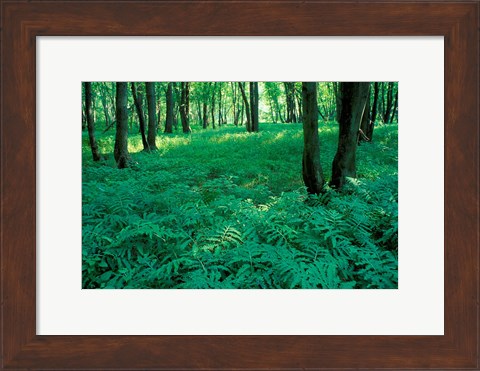 Framed Sensitive Ferns and Silver Maples, Floodplain Forest, Upper Merrimack River, New Hampshire Print