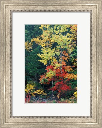Framed Lower Falls, Swift River, Big Tooth Aspen, White Mountains, New Hampshire Print