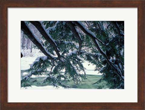 Framed Snow and Eastern Hemlock, New Hampshire Print