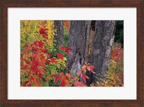 Framed Yellow Birch Tree Trunks and Fall Foliage, White Mountain National Forest, New Hampshire Print