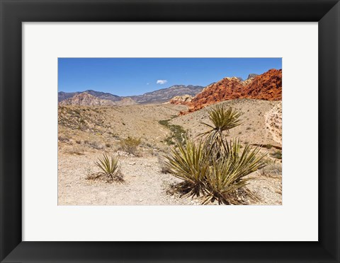 Framed Cactus, Red Rock Canyon National Conservation Area,  Las Vegas, Nevada Print