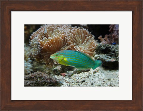 Framed Chainlined wrasse fish, Kula Eco Park, Viti Levu, Fiji Print