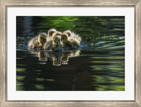 Framed Cute Baby Canada Geese Print