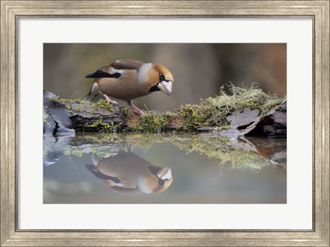 Framed Narcissus Print