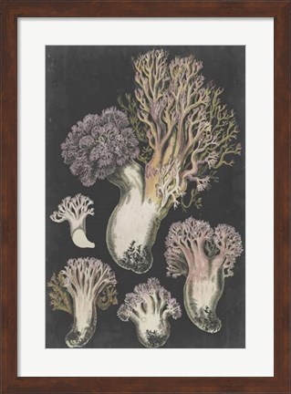 Framed Genus Clavaria I Print