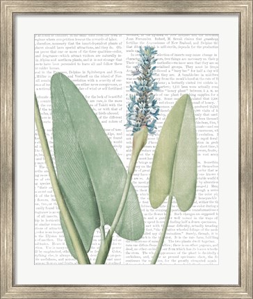 Framed Summer Botanicals IV Print