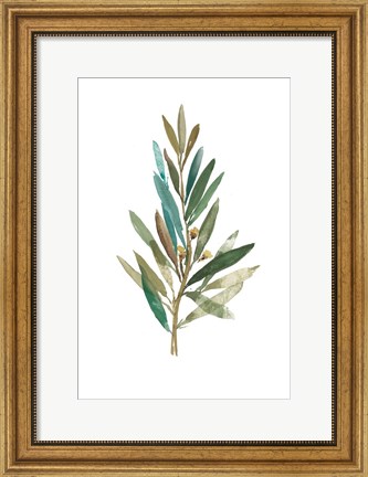 Framed Olive III Print