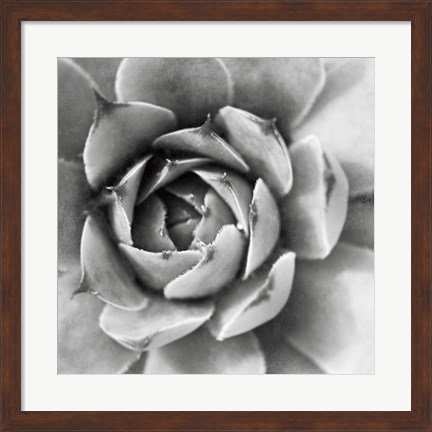 Framed Garden Succulent II Print