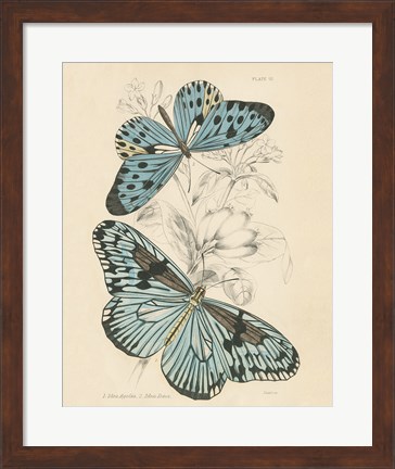 Framed Assortment Butterflies II Print