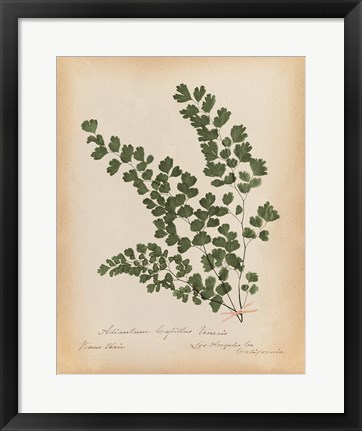 Framed Botanical Fern III Mossy Green Print