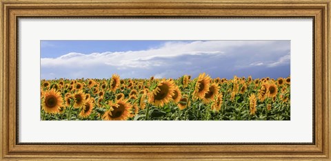 Framed Girasoli in Val D&#39;Orcia Print