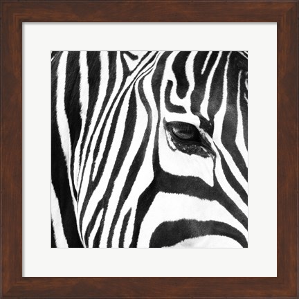 Framed Zebra Up Close Print