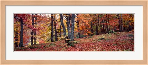 Framed Beech Trees in Autumn, Aberfeldy, Scotland Print