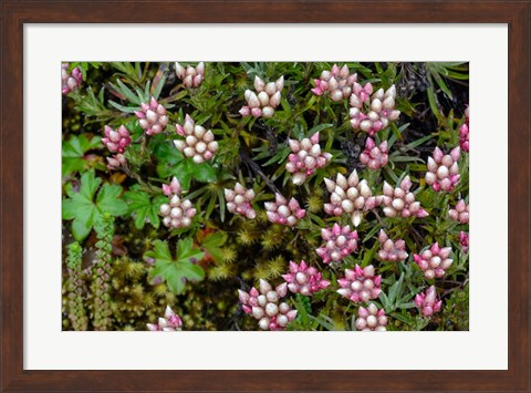 Framed Helichrysum Meyeri-Johannis Bale Mountains National Park Ethiopia Print