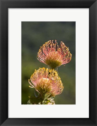 Framed Pincushion Flowers, Cape Town, South Africa Print