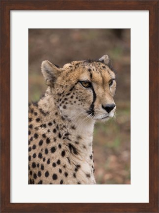 Framed Cheetah, Pretoria, South Africa Print