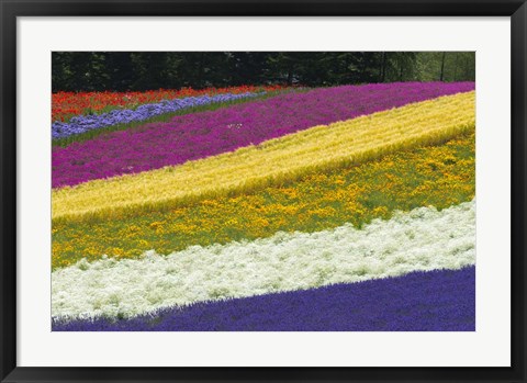 Framed Colorful Flowers in a Lavender farm, Furano, Japan Print