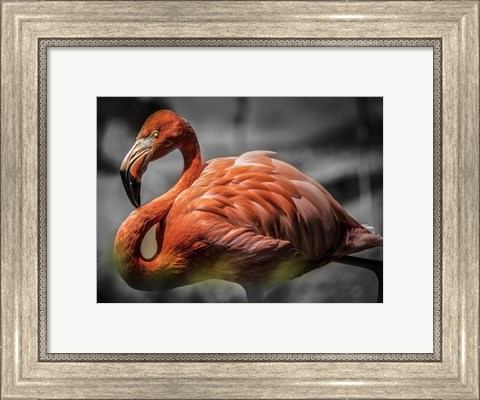 Framed Flamingo - Black &amp; White Print