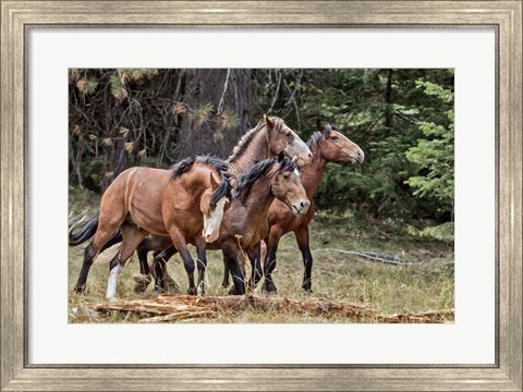 Framed Dreamsickle, Scarbutt &amp; Bachelors Print