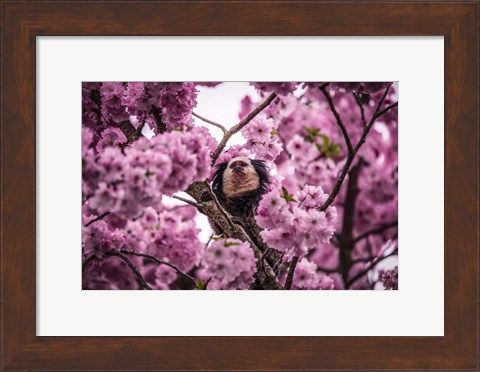 Framed Blossem Tree Monkey II Print