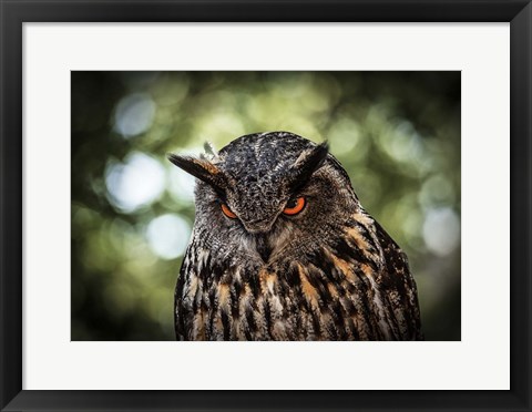 Framed Evil Owl III Print