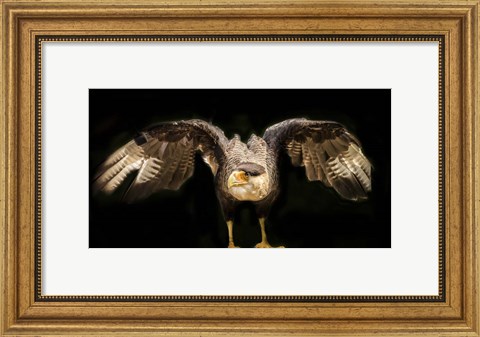 Framed Wings Print