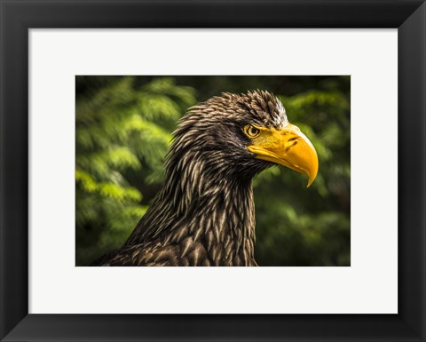 Framed Steller Sea Eagle III Print