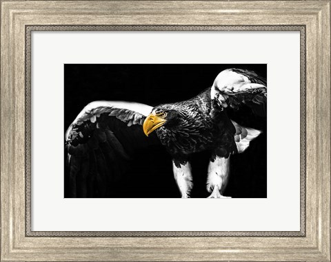Framed Steller Sea Eagle Wings II Print