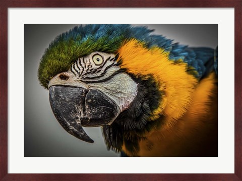 Framed Blue Ara Parrot Print